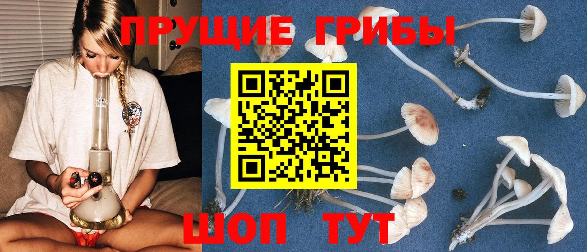 Галлюциногенные грибы Psilocybine cubensis Когалым